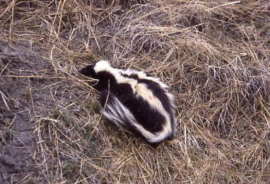 Both species of skunks found in Georgia are quite beautiful, but they are often viewed negatively due to the pungent, musky odor they can emit. This odor lingers for days and can become nauseating for some people. They also dig up lawns in search of insects and grubworms and raid backyard poultry pens and eat eggs and birds; eat garden vegetables; and damage beehives.