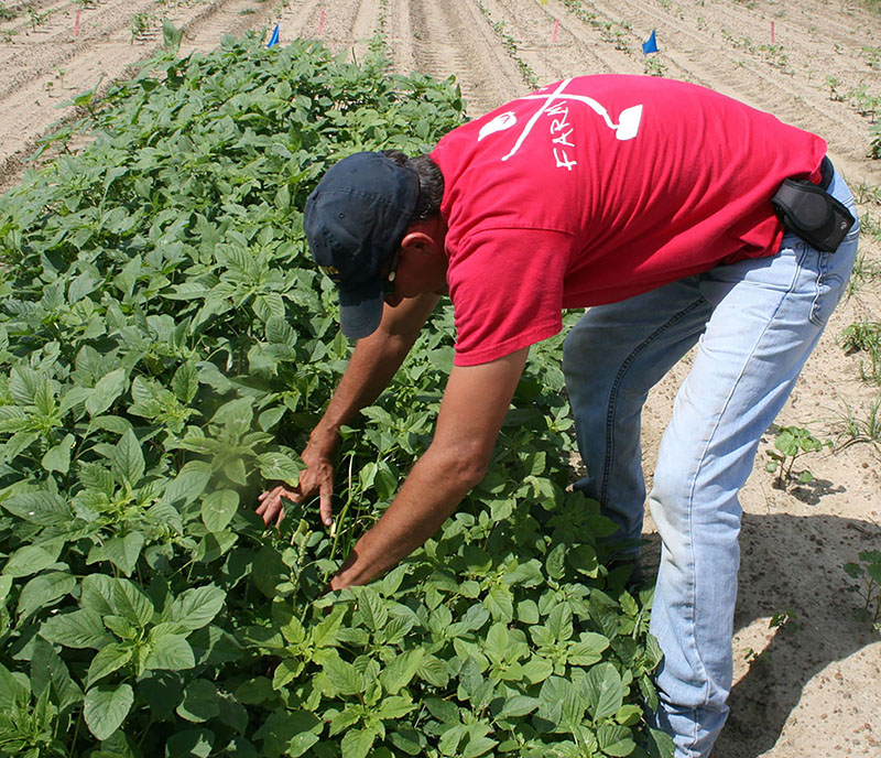 Stanley Culpepper looks for cotton plants among pigweed at a plot at the Ponder Farm in Tifton, Georgia.