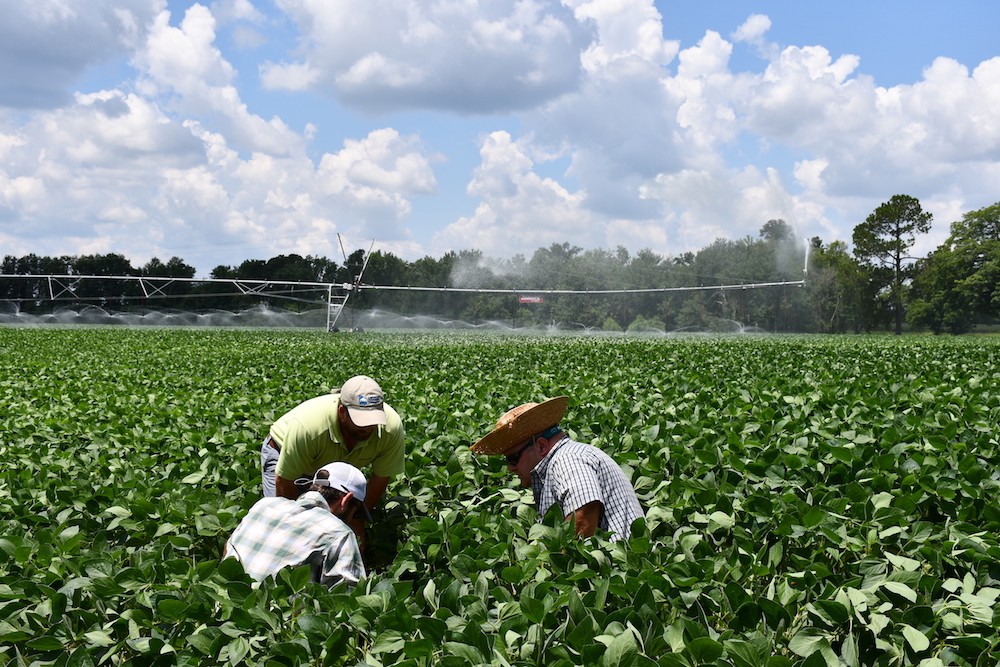 Scout schools will be offered at the UGA Tifton Campus Conference Center in Tifton, Georgia, as well as the Southeast Research and Education Center in Midville, Georgia.