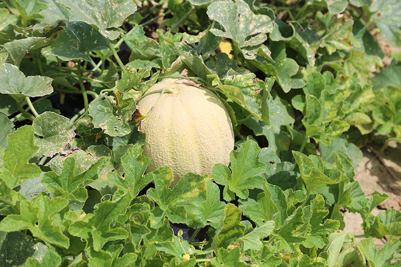 Cantaloupes being grown at UGA-Tifton.