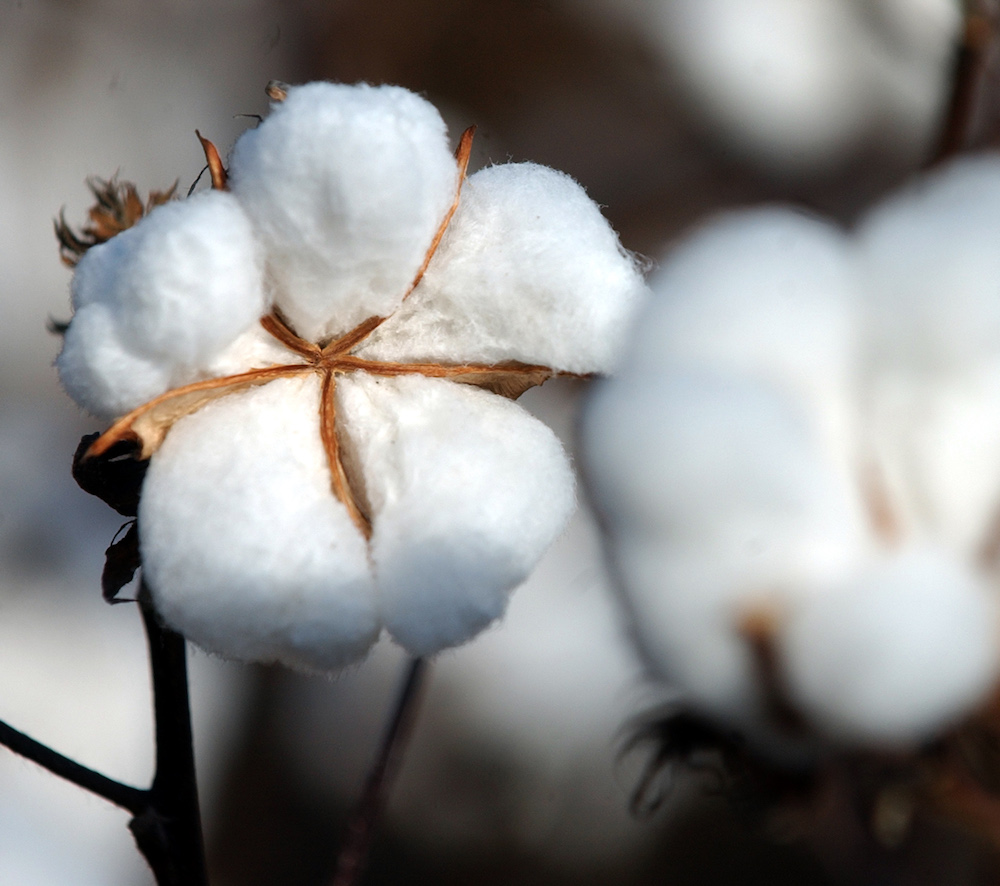 Cotton