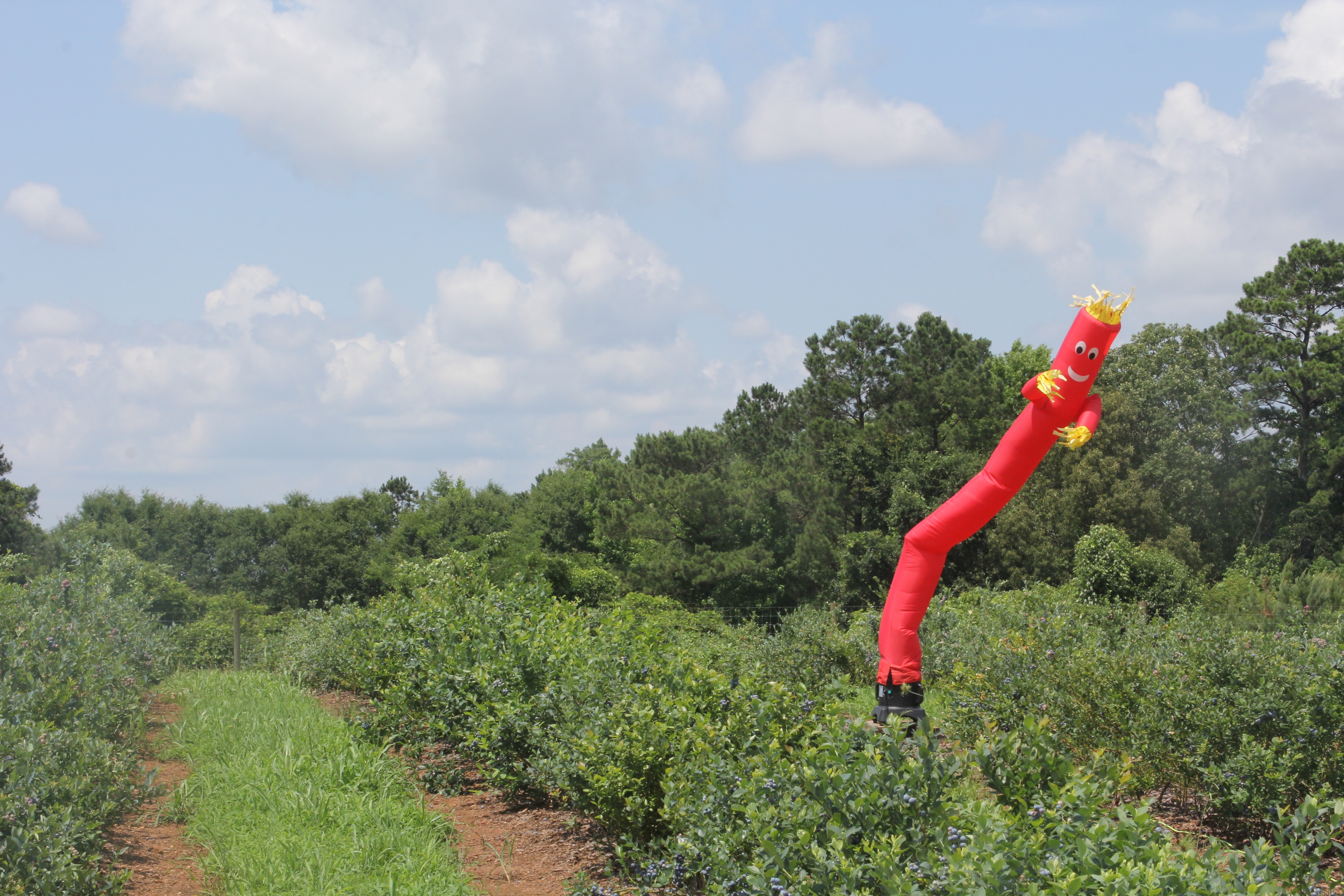 Dancing Inflatable Tube Man Helps To Keep Birds Off Of Uga S Research Blueberries Caes Newswire