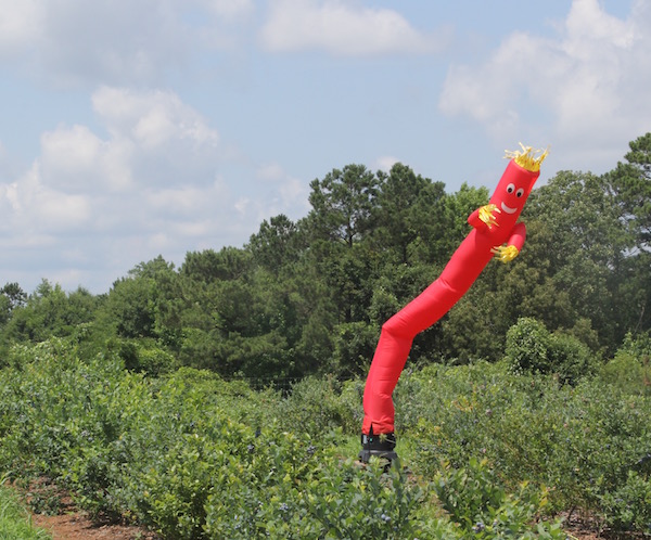 University of Georgia blueberry scientist Scott NeSmith has to keep birds away from his blueberry crop so that he can research and breed new varieties for Georgia growers. His latest trick — using a dancing, inflatable tube man to scare the birds — may lead passersby to believe that the UGA Griffin campus is selling cars.