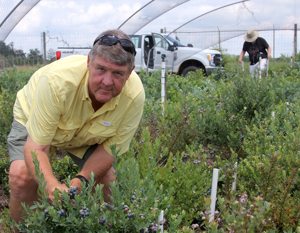 On the campus in Griffin, Georgia, UGA blueberry researcher Scott NeSmith typically breeds new varieties to meet growers' needs. Now, he's released some ornamental blueberries that are perfect for growing in home landscapes and will help home gardeners grow their own fresh fruit.