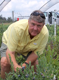 On the campus in Griffin, Georgia, UGA blueberry researcher Scott NeSmith typically breeds new varieties to meet growers' needs. Now, he's released some ornamental blueberries that are perfect for growing in home landscapes and will help home gardeners grow their own fresh fruit.