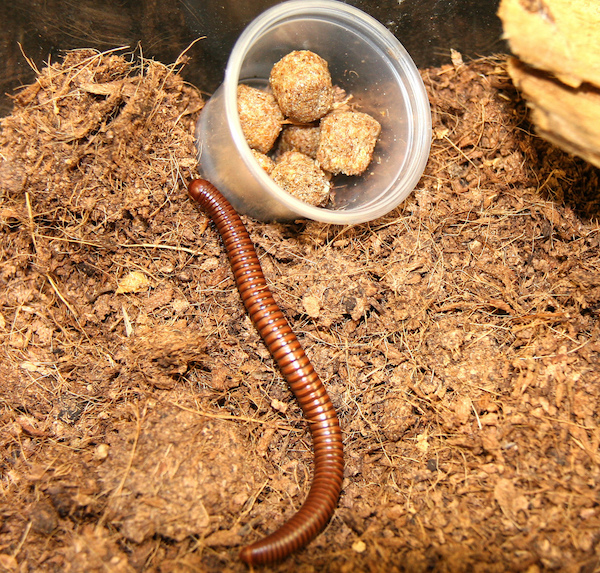 Millipedes are often called “thousand-legged worms.” They don't carry diseases that affect people, animals or plants, but some species are capable of secreting chemicals that can irritate the skin and eyes and cause allergic reactions.