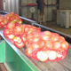 Onions are bagged at Bland Farms before storage and shipment.