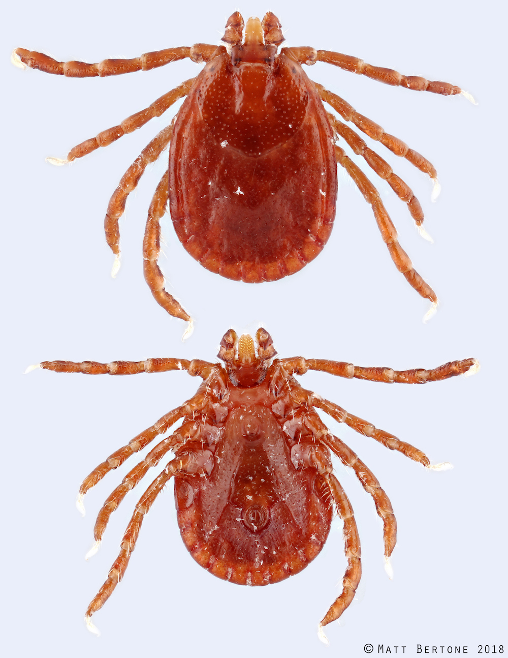 The Asian longhorned tick, an invasive tick species recently identified in several Eastern U.S. states, has been documented as far south as North Carolina.