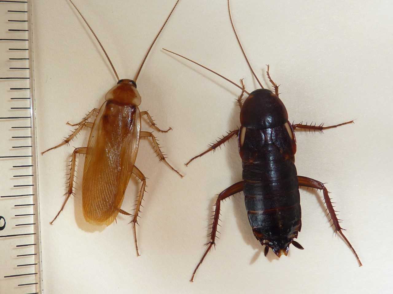 Turkestan cockroach now resident of Georgia, UGA scientist says | CAES  Newswire