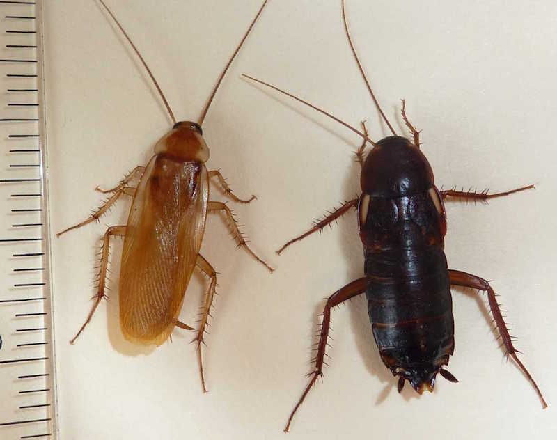 Turkestan cockroach, Blatta lateralis, a cockroach species from Turkey has been recorded for the first time in Georgia, according to University of Georgia College of Agricultural and Environmental Sciences entomologist Dan Suiter. Photo by Lisa Ames, UGA Cooperative Extension.