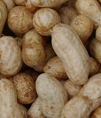 Peanut harvest will be delayed this year because of Hurricane Michael and the damage to buying points and shellers in South Georgia.