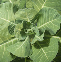 Collards are a true Southern favorite and in they grow well in Georgia fall vegetable gardens. University of Georgia Cooperative Extension experts recommend planting Collard 'Blue Max', 'Georgia Southern' or 'Hevi-Crop,' all varieties shown to perform well in Georgia.