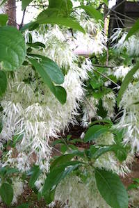 Adding flowering plants isn't the only way to add fragrance to landscapes. Trees, like this Chionanthus virginicus (white fringetree or grancy graybeard), can also provide beautiful and fragrant flowers.
