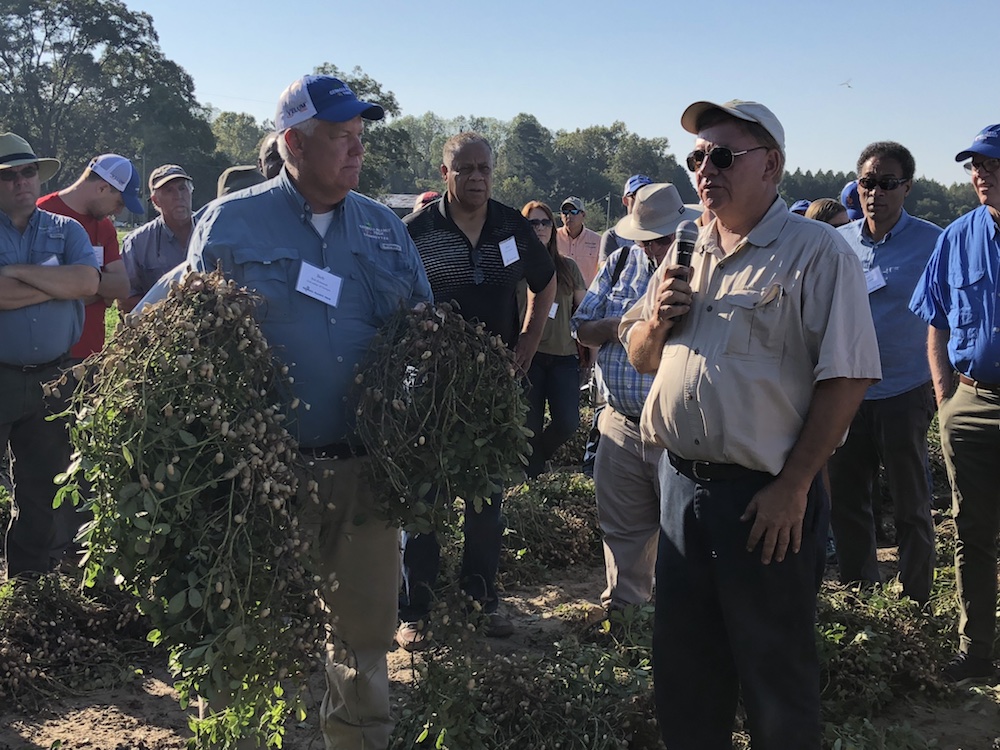 Bob Kemerait, UGA Cooperative Extension plant pathologist, holds up freshly dug peanut plants at Charlie Cromley's farm in Bulloch County, Georgia, while Cromley addresses the crowd at the 2018 Georgia Peanut Tour.