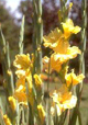 Freshly cut gladiolus lay in a field south of Mexico City. A rust disease is threatening the popular flower used most often in cut flower arrangements.