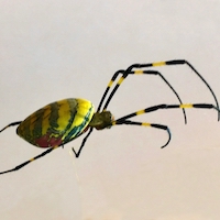 A Joro spider found in Hoschton, Georgia in 2018.