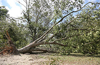 Uprooted pecan tree in Tift County due to Hurricane Michael.

10-11-18