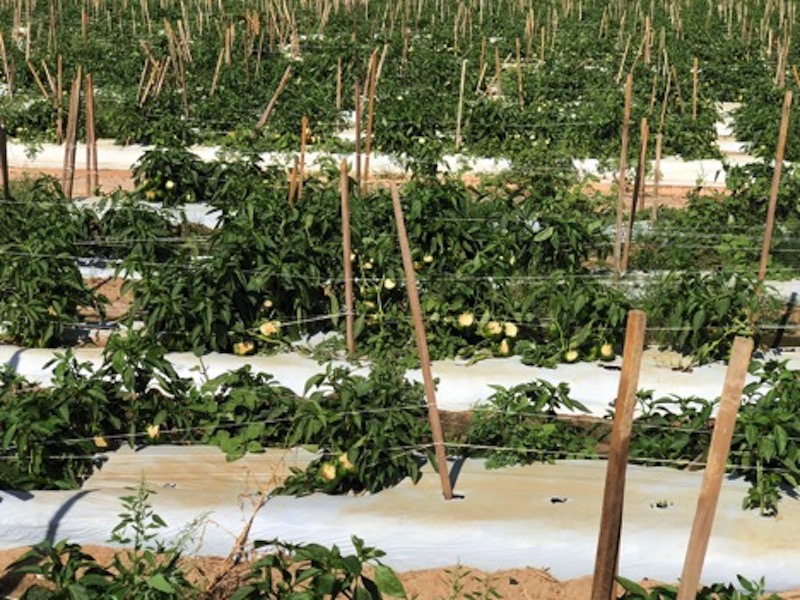 Some farms experienced close to 90 percent loss of their vegetable crops last week when Hurricane Michael tore through southwestern Georgia. 
In this Grady County field, the wind lodged plants and defoliated them, exposing the peppers to sun damage.