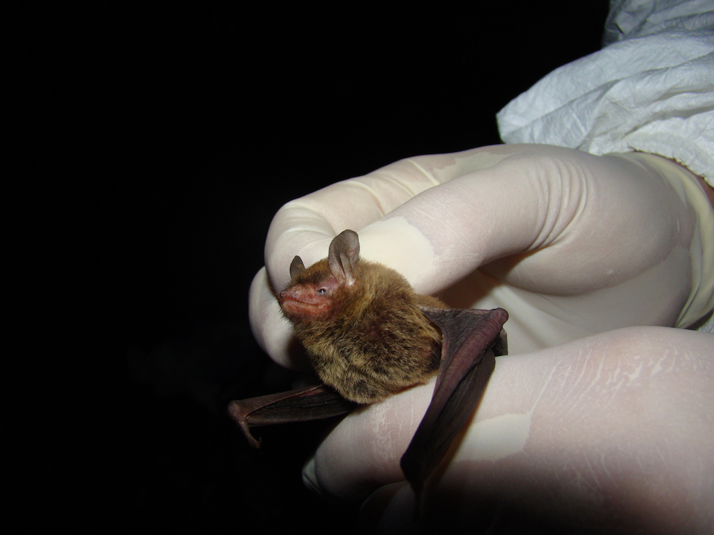 This Southeastern Myotis is one of the 16 bat species that live in Georgia.