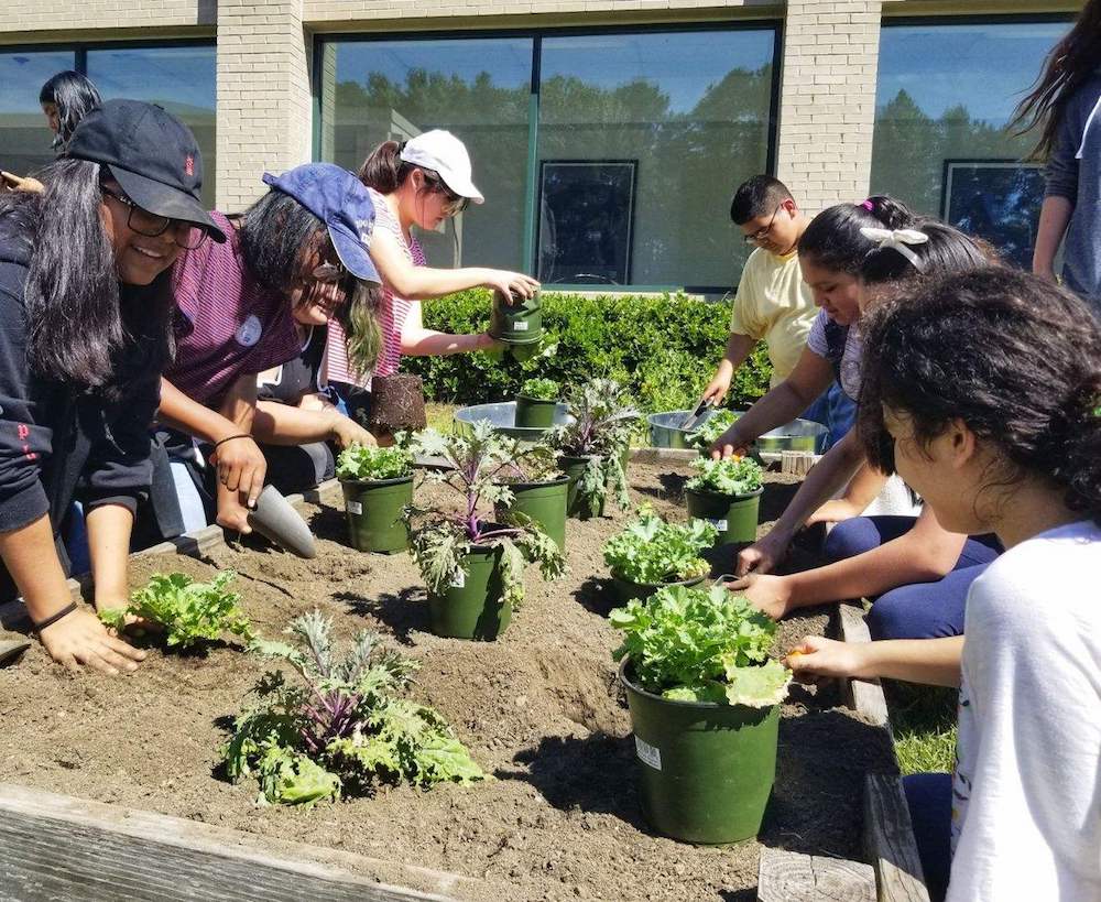 Students at Gwinnett County’s Radloff Middle School tended their kale plants earlier this fall. They later turned these plants into centerpieces for the Georgia Organics Golden Radish Awards.