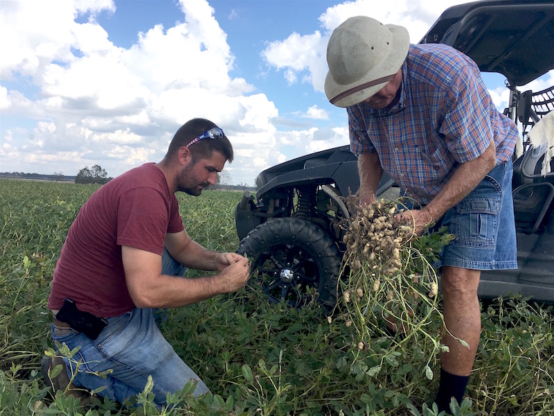 University of Georgia Cooperative Extension agent Andrew Warner and peanut consultant Jimmy Miller evaluate peanuts after Hurricane Michael's trek through Seminole County, Georgia.