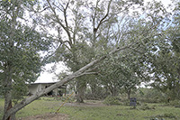 Damage from Hurricane Michael in Tift County that impacted a pecan orchard.