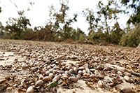 Pecans lie on the ground beneath 20-year-old pecan trees that were uprooted when Hurricane Michael blew through Decatur County, Georgia.