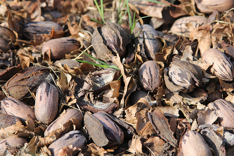 A year after the devastation of Hurricane Michael, Georgia's pecan farmers are preparing for this year's crop. Pictured are pecans on the ground following Hurricane Michael in Decatur County, Georgia.