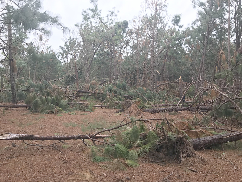 Pine trees toppled over after Hurricane Michael in Wilcox County, Georgia.