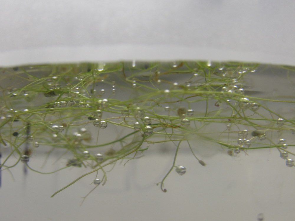 University of Georgi Crop and Soil Sciences Professor Wayne Parrott and Assistant Professor Jason Wallace are working with the carnivorous water plant bladderwort in hopes that its unique genetic structure can shed some light on ways to reduce crosstalk between new genes during advanced plant breeding.