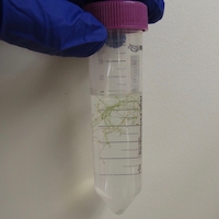 University of Georgi Crop and Soil Sciences Professor Wayne Parrott and Assistant Professor Jason Wallace are working with the carnivorous water plant bladderwort in hopes that its unique genetic structure can shed some light on ways to reduce crosstalk between new genes during advanced plant breeding.