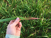 Reddening leaf tips indicate damage to oats and appears to be caused by barley yellow dwarf virus.