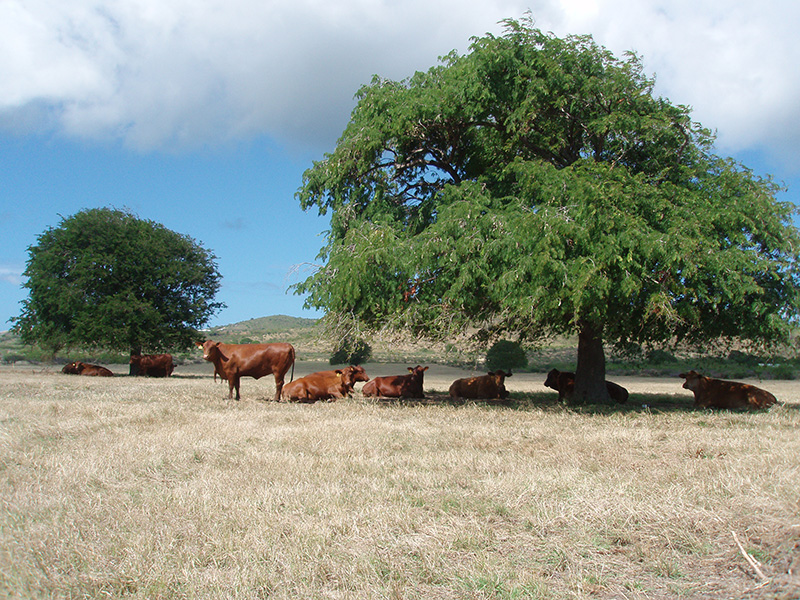 Assistant Dean Joe West serves as administrative adviser for a multi-state research project called "Genetic Improvement of Adaptation and Reproduction to Enhance Sustainability of Cow-Calf Production in the Southern United States."