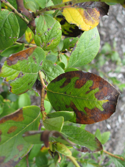 Bacterial leaf scorch, caused by the bacterium Xyella fastidiosa, causes what looks like burns on the blueberry leaves.