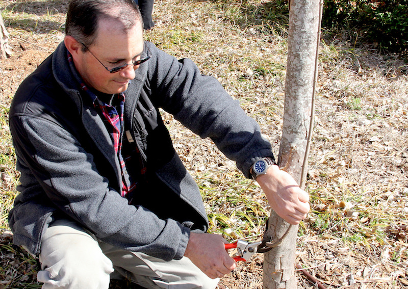Bob Westerfield, UGA Extension consumer horticulturist, demonstrates a pruning technique during a class held on the UGA campus in Griffin, Georgia.