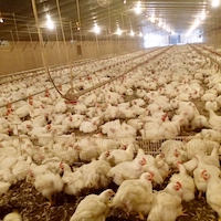 Each year hundreds of poultry farmers and industry representatives flock to UGA to learn about the latest in poultry house ventilation and climate control.