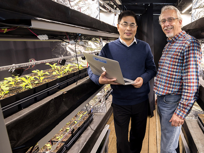 University of Georgia scientists WenZhan Song, left, and Marc van Iersel are working together to tackle the issue of energy efficiency in controlled-environment agriculture.