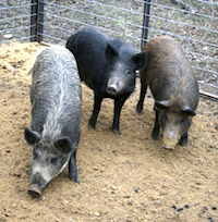 Without removing wild pigs from the landscape, it is nearly impossible to prevent them from using and damaging wildlife food plots. Fortunately, it is possible to prevent wild pigs from raiding protein feeders.