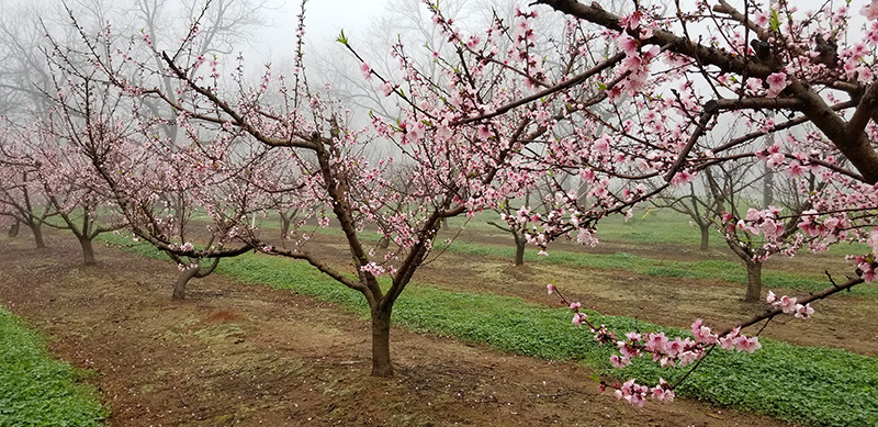 This picture shows peach trees blooming in middle Georgia. As temperatures increase, trees will start to bloom across the state, and farmers are wary of a late-season freeze in March.