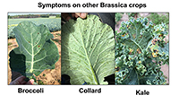 Symptoms of Alternaria leaf blight first appear on older leaves as small, dark spots that gradually enlarge with concentric rings. Brassica crops, including broccoli, collard and kale, are all susceptible to this plant disease.
