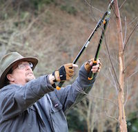 Tim Davis teaches pruning skills at the UGA Coastal Georgia Botanical Gardens. Davis is the director of the gardens and the University of Georgia Cooperative Extension county coordinator in Chatham County.