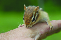 Chipmunks are territorial and rarely become numerous enough to cause a significant amount of damage. However, when the resources are right, populations can reach 20 individuals or more in an urban landscape and start causing noticeable problems.