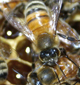 Africanized honeybees have been confirmed in Georgia. UGA experts encourage the public to run, go inside and stay inside if confronted by the aggressive bees.