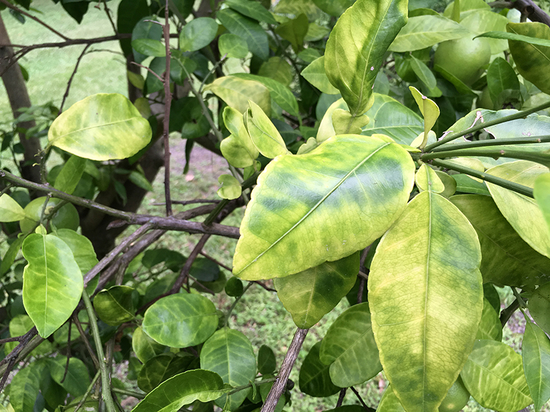 Here's a picture of a homeowner's citrus tree in Camden County, Georgia infected by the citrus greening disease. Georgia’s citrus crop is expected to double in size this year.