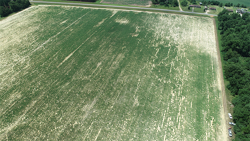 Pictured is an overhead view of a cotton field affected by deer in Burke County, Georgia. Deer can damage as much as 50 percent of a farmer’s crop. Burke County Extension Agent Katie Burch may have found an effective deer deterrent in Milorganite fertilizer.