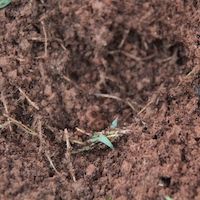 UGA entomologists have found that fire ant colonies can have one or many queens depending on the nest.