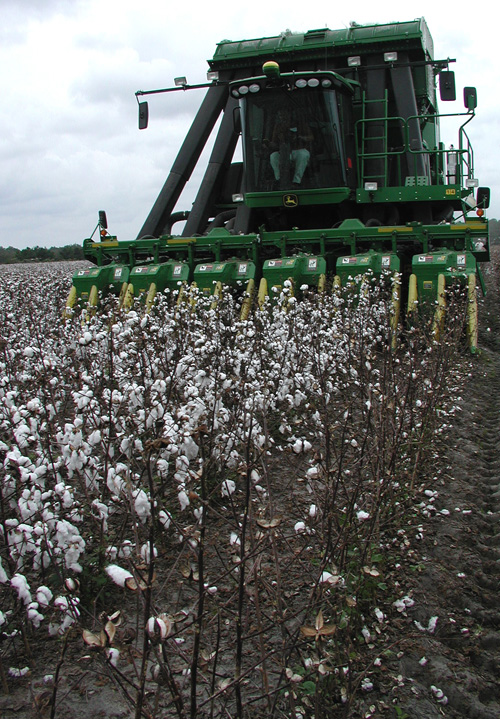 Cotton is harvested in Colquitt County, Georgia. Cotton prices for the 2010 crop are around $1.20 per pound, the highest ever. The historic cotton prices aren't expected to last for next year's crop, but they are expected to be good for most Georgia-grown row crops.