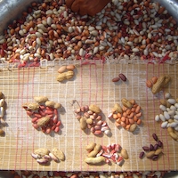 While Americans are familiar with one or two varieties of peanut, farmers in other parts of the world have been able to develop hundreds of varieties thanks to the peanut's natural ability to shuffle its two distinct subgenomes to produce new traits. These are some of the peanuts grown by the Caiabí people who live on the Ilha Grande, Mato Grosso, Brazil. The peanut crop is very important for them and they cultivate diverse types, each one with its own use, name and story. Photo by Fábio de Oliveira Freitas.