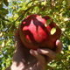 Dan MacLean, an assistant professor of horticulture on UGA's Tifton campus, checks a pomegranate for ripeness.