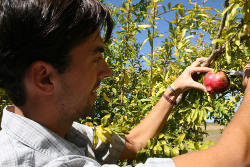 Dan MacLean demonstrates the easiest way to pick a pomegranate - with a pocketknife.